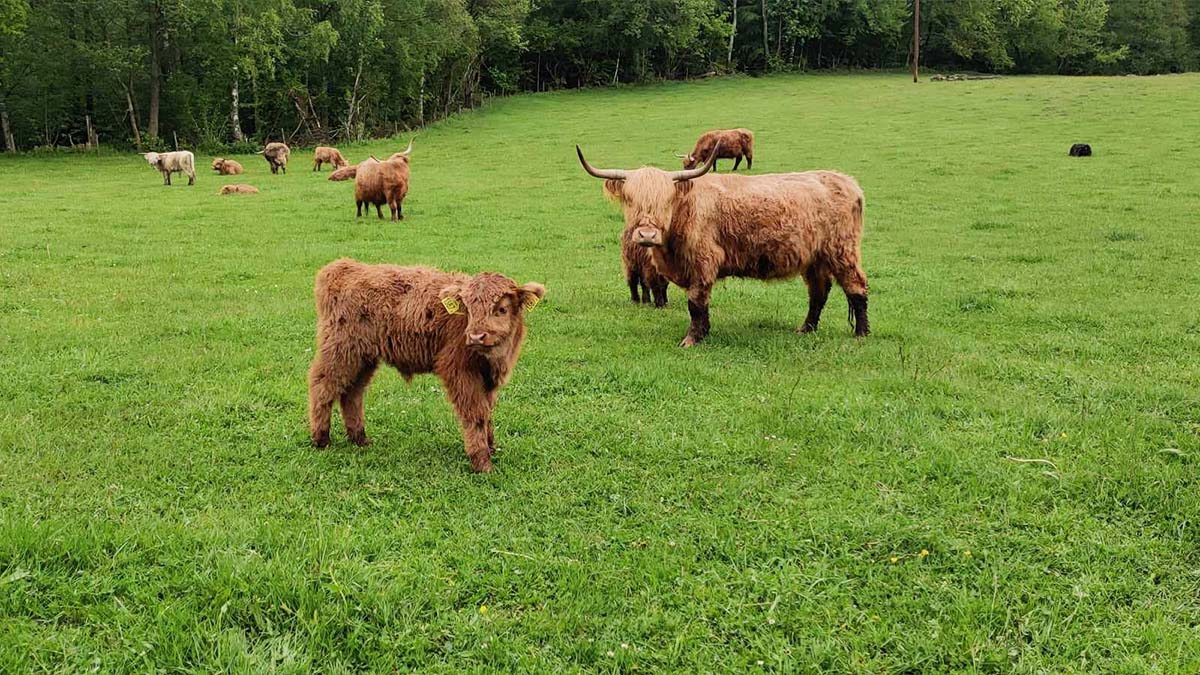 Bjärröd Highland