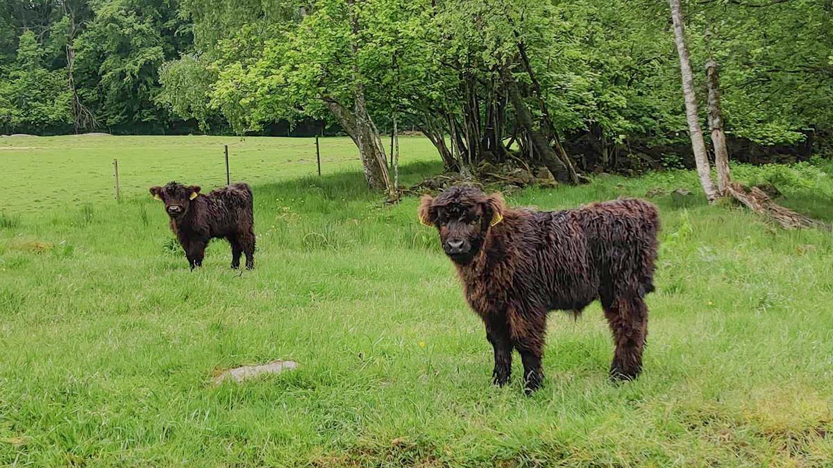 Bjärröd Highland