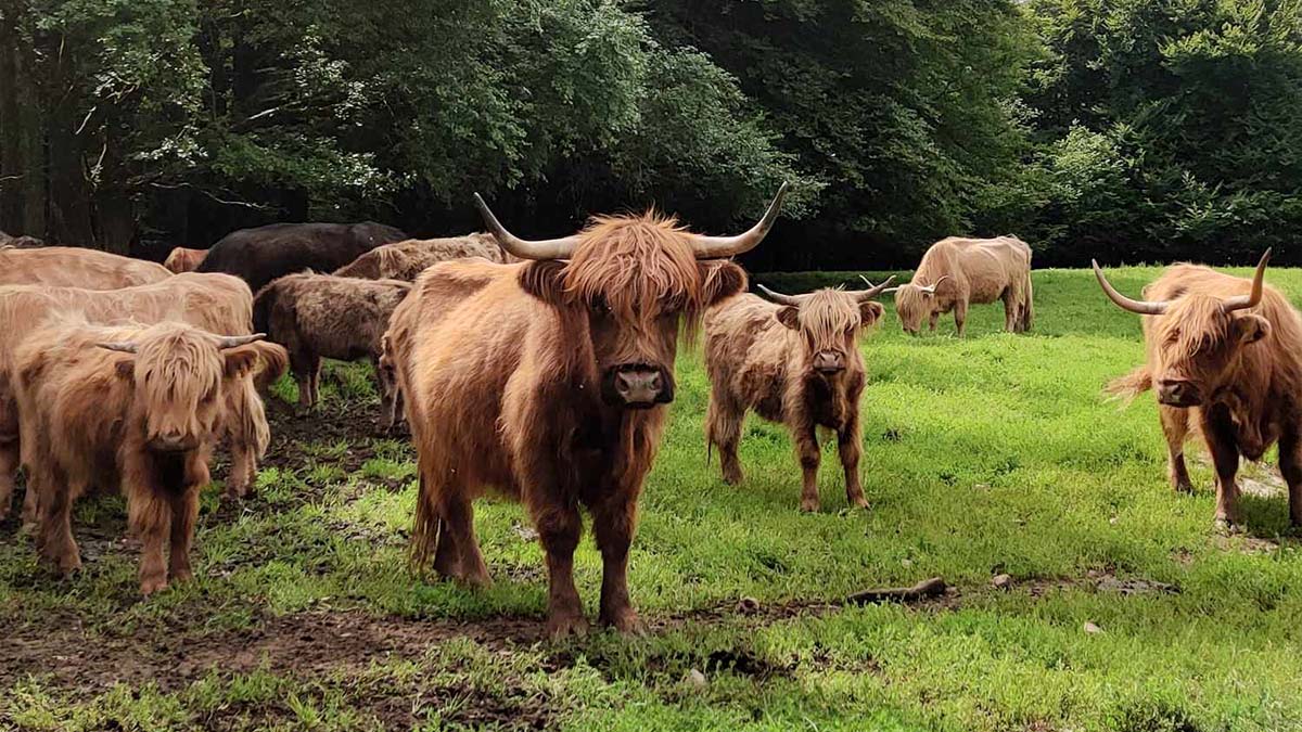 Bjärröd Highland