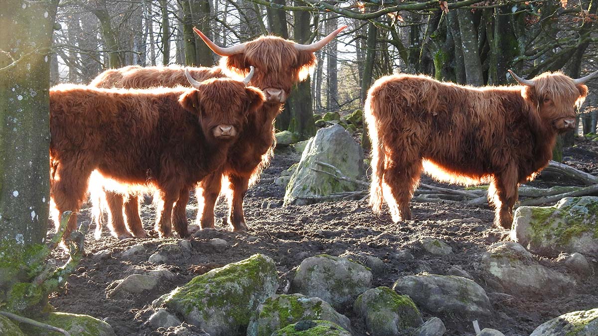 Bjärröd Highland