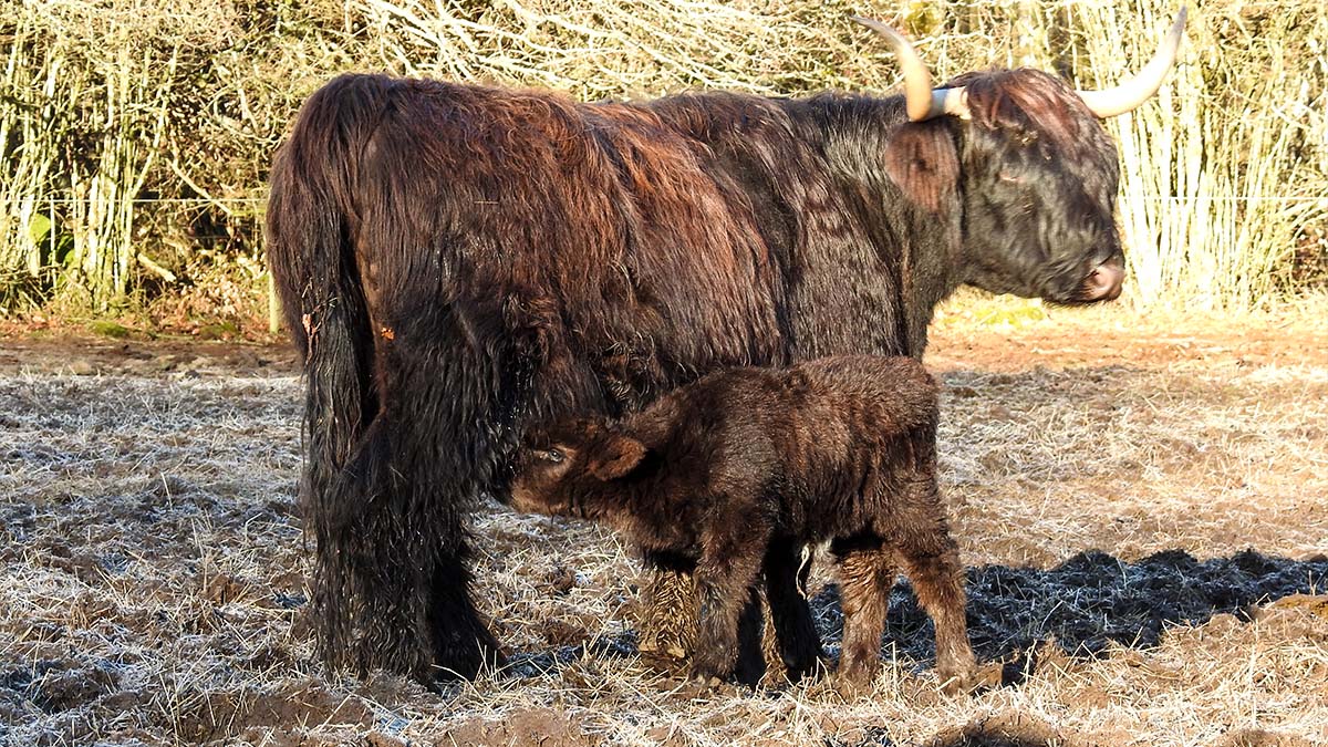 Bjärröd Highland