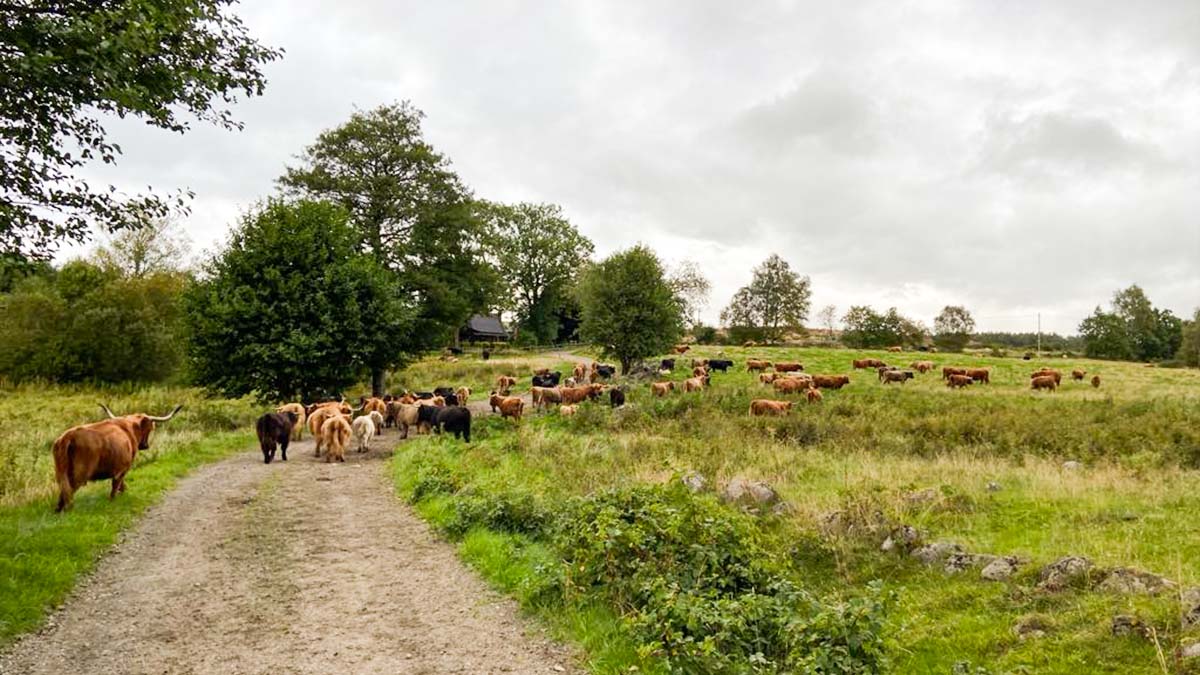 Bjärröd Highland