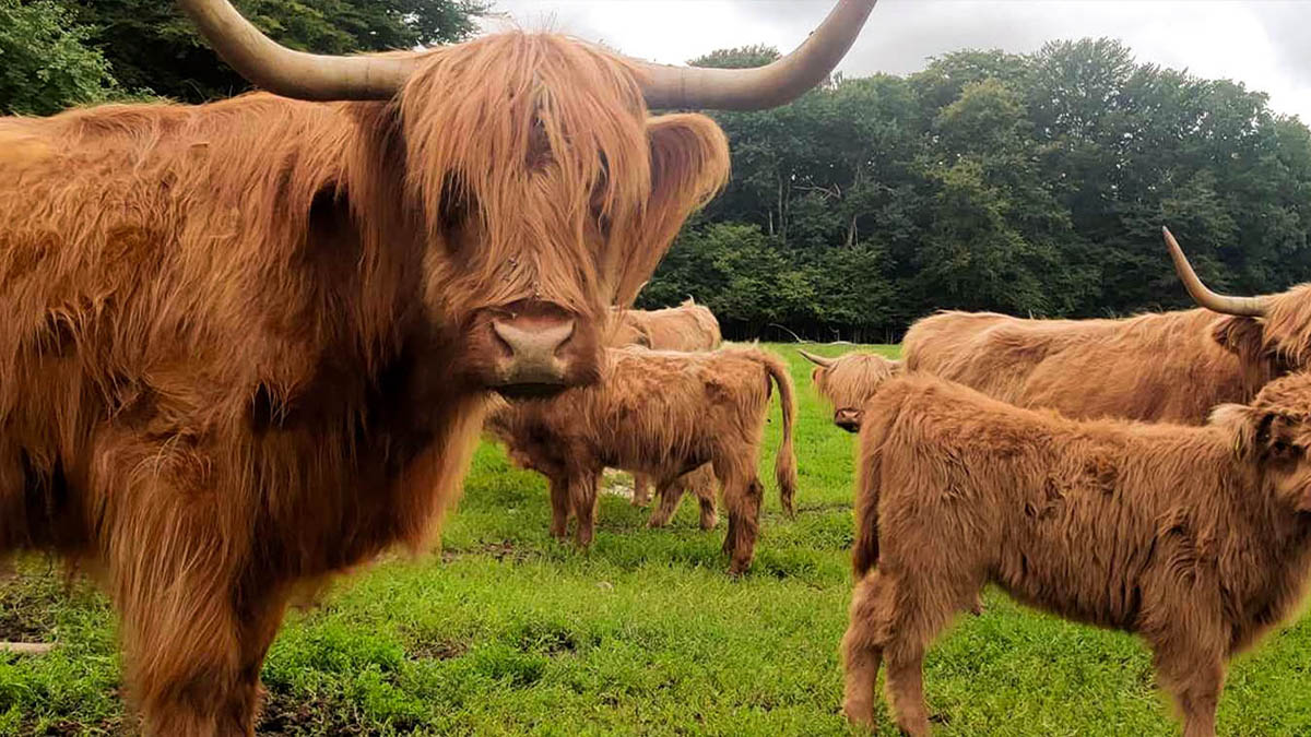 Bjärröd Highland