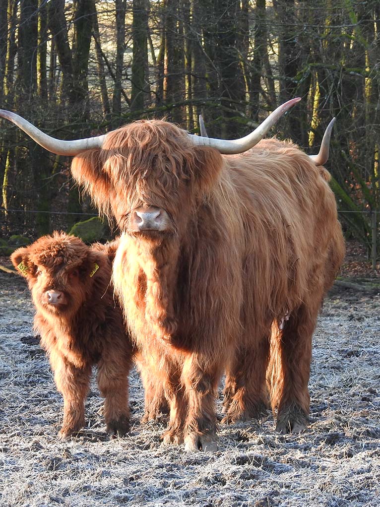 Bjärröd Highland