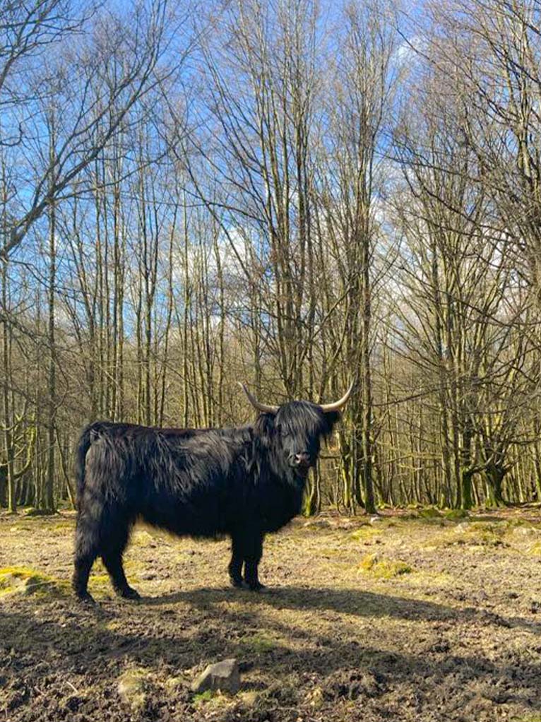 Bjärröd Highland