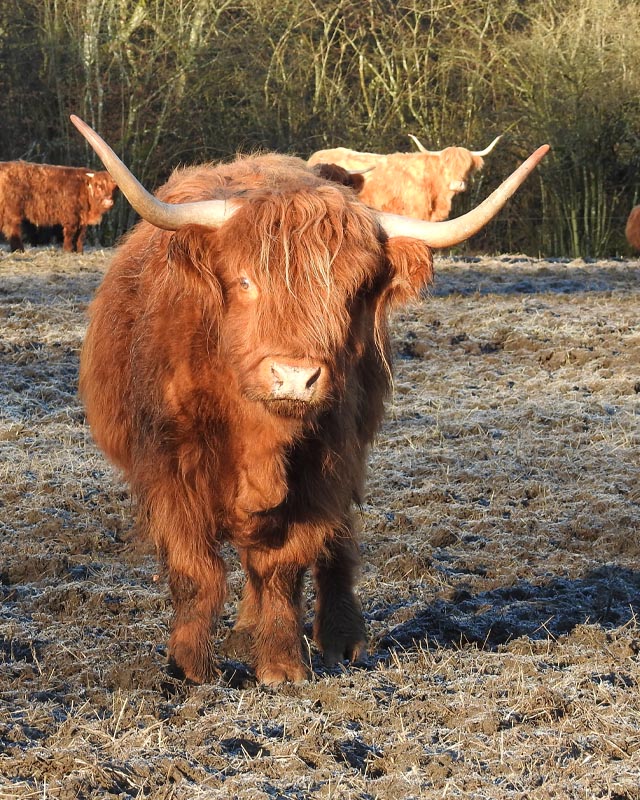 Bjärröd Highland