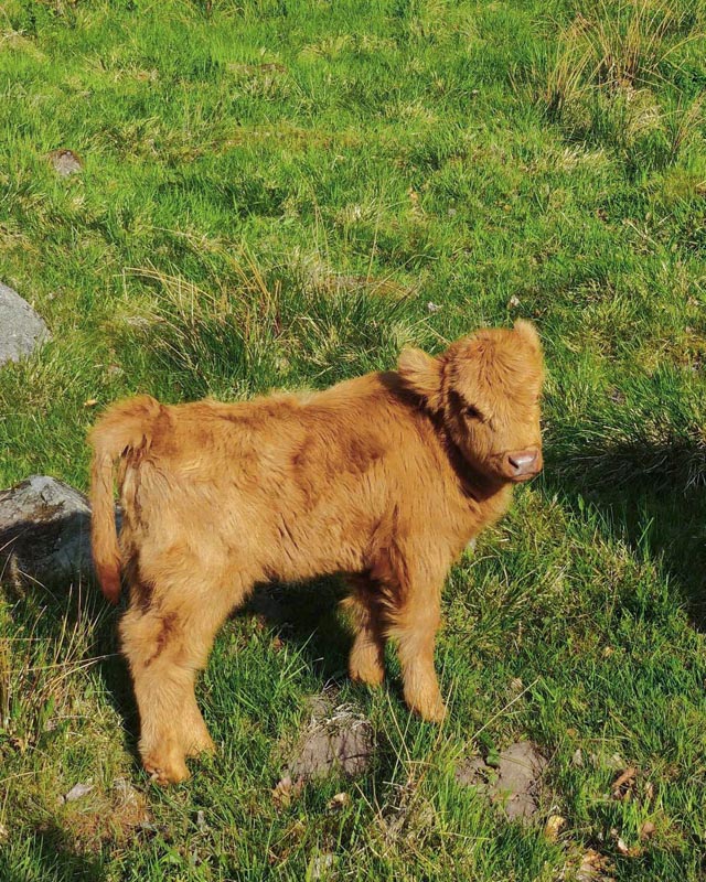 Bjärröd Highland