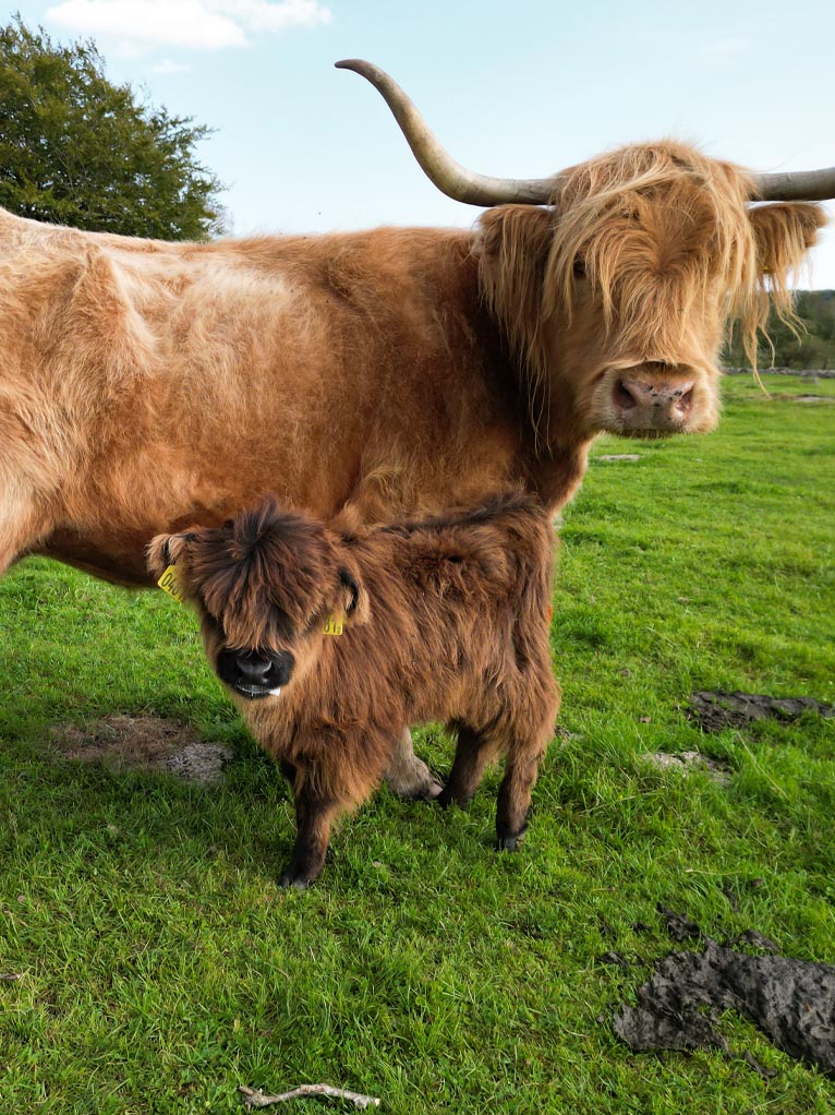 Bjärröd Highland