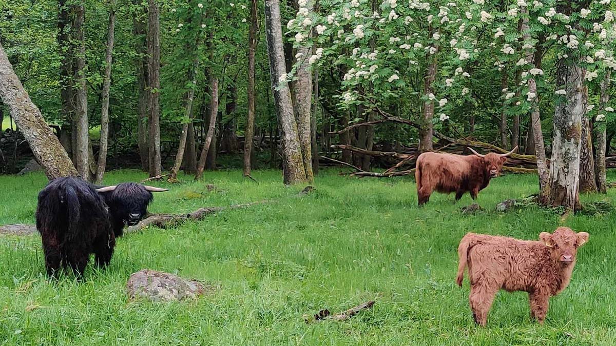 Bjärröd Highland