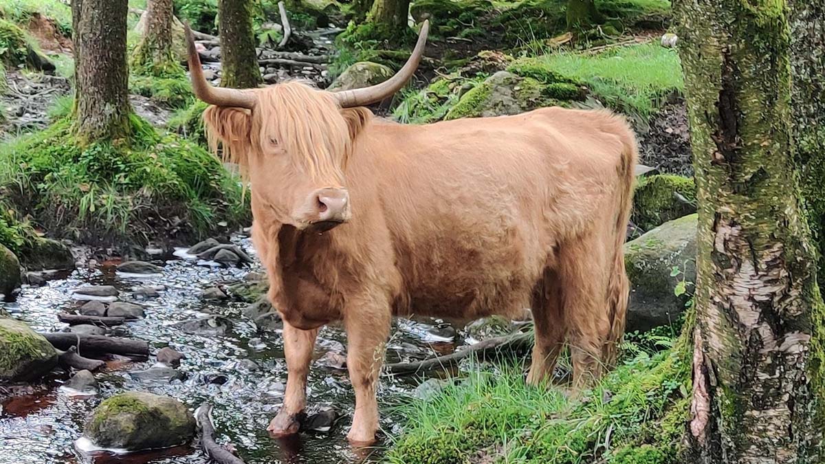 Bjärröd Highland