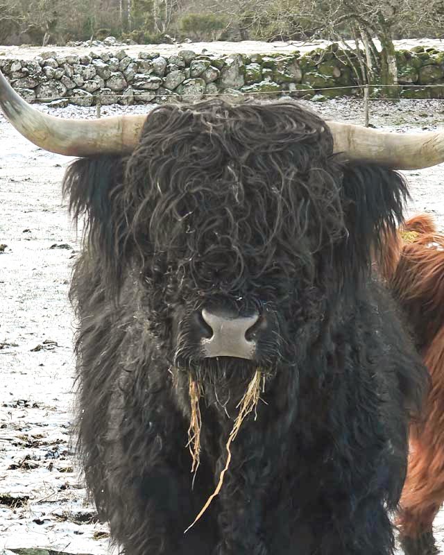 Bjärröd Highland